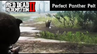 Where To Find A Panther  Red Dead Redemption 2 Perfect Pelt Location Guide RDR2 [upl. by Pyszka901]