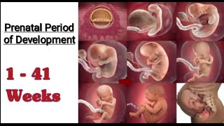 Period of Prenatal Development I Stages of Prenatal Period [upl. by Kiraa]