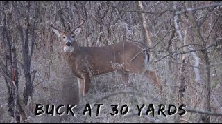 NOVEMBER 1ST  CRUISING BUCK AT 30 YARDS  BOW HUNTING [upl. by Janela]