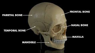 Human skull anatomy amp Physiology 3d animation [upl. by Eelinej]