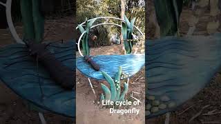 Life Cycle of DragonFly 🦟🦋 [upl. by Cris]