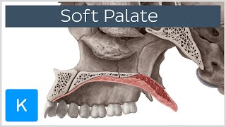 Soft palate Muscles Function amp Definition  Human Anatomy  Kenhub [upl. by Novelia]