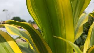 Dracaena fragrans Plant🌿🍀🌱❤❤❤❤beautiful plants collectionnature shortvideo mygardenflowers [upl. by Sholem293]