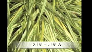 Hakonechloa aureole Japanese Forest grass [upl. by Ahsoyek]