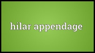 Hilar appendage Meaning [upl. by Carmelo474]