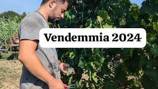 VENDEMMIA MANUALE PER I NOSTRI SPUMANTI ROSÈ 2024 COME SI RACCOGLIE LUVA IN VIGNETO [upl. by Aillicsirp]