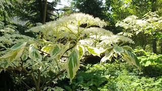 Cornus controversa Variegata svída sporná [upl. by Arotahs]