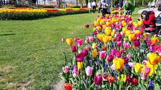 Morges Tulip Festival 2019  fête de la tulipe morges 2019 [upl. by Enelhtak]