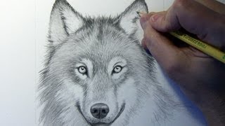 Drawing Time Lapse Wolf [upl. by Mecke]