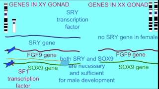 GONADAL GENDER 2 SRY AND TESTIS DEVELOPMENT [upl. by Egnalos]