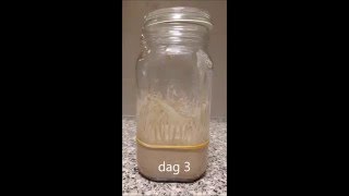 Making a Glutenfree sourdough starter [upl. by Niwred]