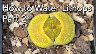 When and How to Water Lithops  Part 2  Lithops Growth Cycle [upl. by Aldred]