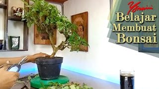 Cara Menanam Bahan Bonsai Hasil Hunting [upl. by Zantos]