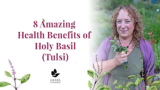 Holy Basil Benefits  Benefits of Tulsi  Ocimum sanctum [upl. by Saticilef146]