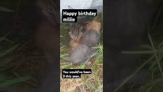 Happy birthday millie RIPmillie [upl. by Chaffin]