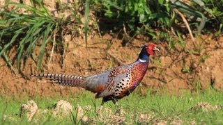 Common Pheasant call，環頸雉叫聲 [upl. by Ahtennek]