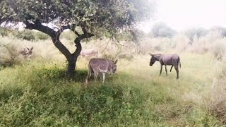 donkey meeting video  donkey video animals meeting video donkey nature animals [upl. by Ocirederf]