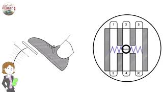 Eléments mécanique Fonctionnement de la boîte de vitesses [upl. by Ariak]