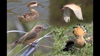 Parc Natural de sAlbufera de MallorcaMajorca bird watching vlog [upl. by Bolton]