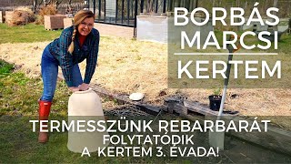 Borbás Marcsi Kertem  Termesszünk rebarbarát [upl. by Oludoet813]