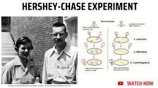 Hershey Chase ExperimentDNA Genetic Material [upl. by Enelrac]