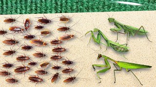 300 Hungry Cockroaches VS 3 Hungry Praying Mantises Amazing Results [upl. by Chor]