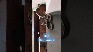 Boa Hispaniola serpientes BoaHispaniola PuertoPlata RepublicaDominicana shorts viral [upl. by Eiramik789]