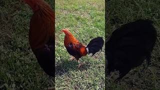 Sweater classicfowls chicken chickenfarm rooster shortvideo [upl. by Nadaha]