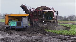 Bietenoogst 2023  Extreme wet harvest  Vervaet Beet Eater 925 ploegt door de modder  IHI IC100 [upl. by Hewe]