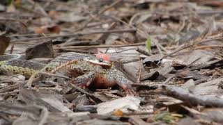 Garter Snake Attacking Frog Part 7 [upl. by Cleary809]