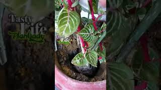 How to repot the whole Iresine herbstii plant 🍀Bloodleaf or Iresine can grow from cutting [upl. by Ainitsirk549]