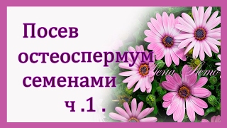 Посев остеоспермум семенами Osteospermum [upl. by Kenwood]