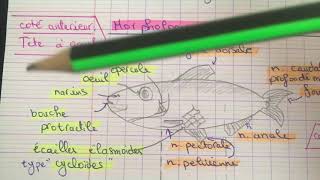 Tp zoologie L2 SNV  l’Allache Saredinella aurita 🐟✨ [upl. by Susannah]