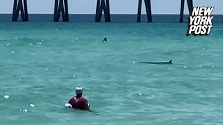 Hammerhead shark spotted in shallow Florida waters send swimmers fleeing [upl. by Medwin]