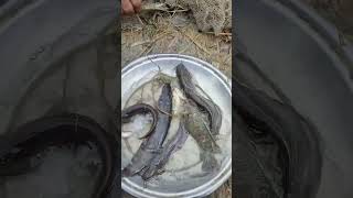 চলো দাদুর মাছ ধরা দেখি।shorts fishing [upl. by Ylen]