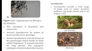 Ascomycetes amp basidiomycetes [upl. by Lydell928]