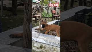 Malinois cute dog malinoisdog germanshepherddoglover dog pets funny becgie dogtraining [upl. by Albur]