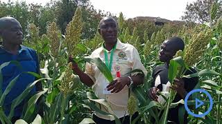 Farmers urged to embrace commercial sorghum farming [upl. by Onidranreb]