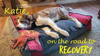 KATES RECOVERY FROM Canine idiopathic vestibular disease [upl. by Springer626]