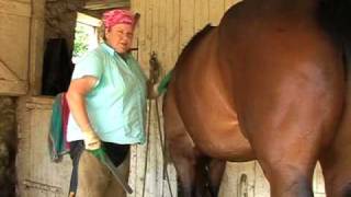 Intro to hoof trimming for the horse owner Part 1 of 3 [upl. by Yrian]