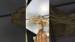 Anatomy of the Hand 21  Explanation on a plastinated model [upl. by Trimble]