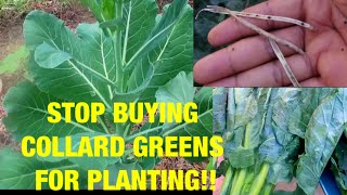 DO THIS INSTEAD HOW TO GROW TONS OF COLLARD GREENS [upl. by Eelram]