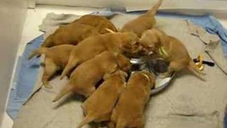 Golden Retriever Puppies Fun with Milk [upl. by Uliram]