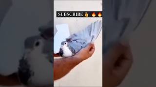 Rakta chap shirazi pigeonkabutar trend subscribe shorts [upl. by Nahtannhoj]