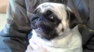 Мопс орёт pug screaming [upl. by Orville]