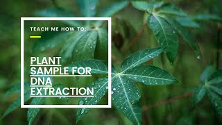 PLANT SAMPLING FOR DNA EXTRACTION [upl. by Gibbons]