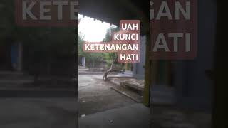 USTADZ ADIHIDAYAT KUNCI KETENANGAN HATI [upl. by Okiek]