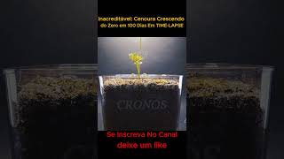 Inacreditável Cenoura Crescendo do Zero em 100 Dias Em TIMELAPSE plantas timelapse [upl. by Koralle]