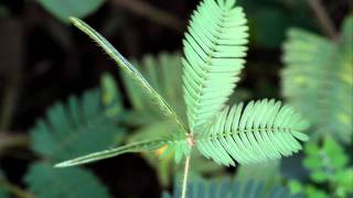 Touchmenot plantsensitive plant mimosa pudica leaves in action  लाजाळूचे झाड [upl. by Itsur]