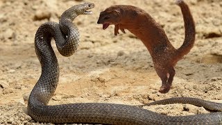 Snakes Fight Mongoose To Death Snake Vs Mongoose Best Attack In Africa [upl. by Rockie900]